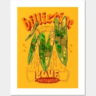 philodendron billietiae variegated Posters and Art